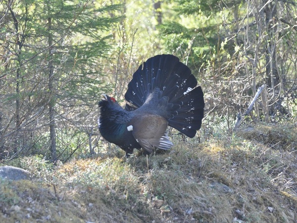 Auerhahn auf dem Wichtelpfad, Fotoquelle: Pixabay Auerhahn auf dem Wichtelpfad, Fotoquelle: Pixabay