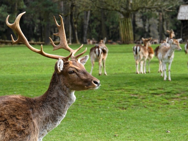 Hirsche im Zoo & Freizeitpark Tatzmania Hirsche im Zoo & Freizeitpark Tatzmania