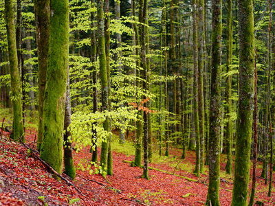 Beispielsbild aus der Kategorie "Frühling in der Schwarzwaldregion Belchen" unseres  Pressebildarchivs