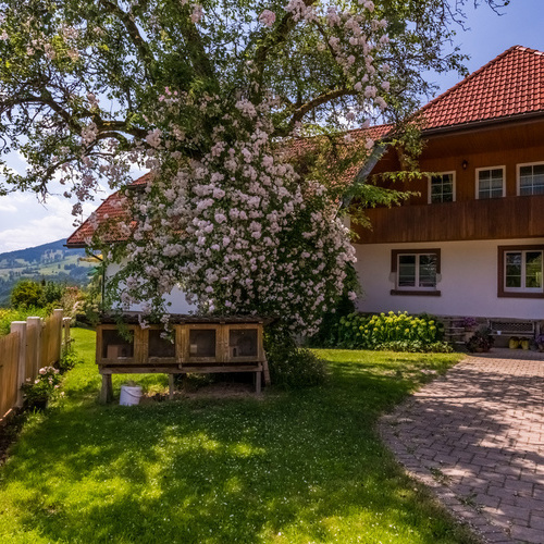 Hasenstall unter einem blühendem Baum im Hintergrund das Wohnhaus Wuchner - Hasenstall unter einem blühendem Baum im Hintergrund das Wohnhaus Wuchner -