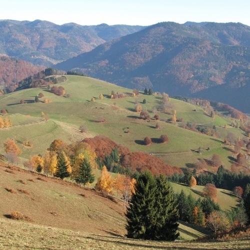 Blick auf den Lärchenweg bei Rollsbach im Herbst - Blick auf den Lärchenweg bei Rollsbach im Herbst -