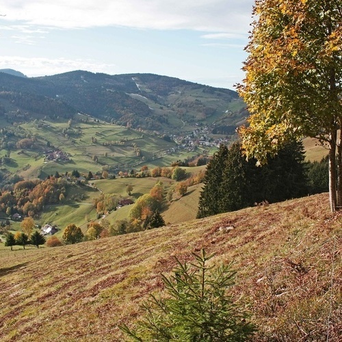 Spätherbst in Wieden - Spätherbst in Wieden -