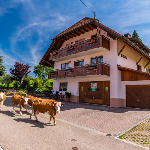 Kühe laufen auf der Straße im Hintergrund das Wohnhaus der Familie Bauer - Kühe laufen auf der Straße im Hintergrund das Wohnhaus der Familie Bauer -