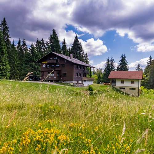 blühende Sommerwiese im Hintergrund das Haus Bergfried und grüne Nadelbäume - blühende Sommerwiese im Hintergrund das Haus Bergfried und grüne Nadelbäume -