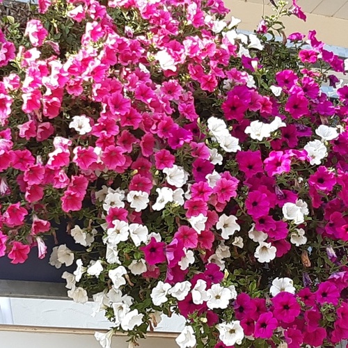 Balkonblumen in pink und weiß  - 