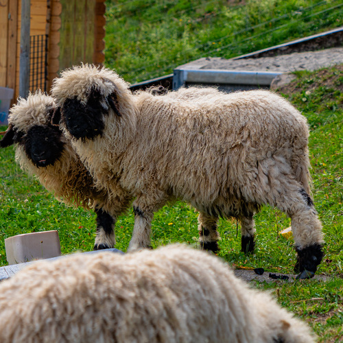 Unsere Schafe - Unsere Schafe -